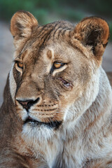 portrait of a lion