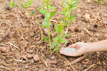 Young adult woman palm holding white complex fertiliser granules for green blueberry bush in...