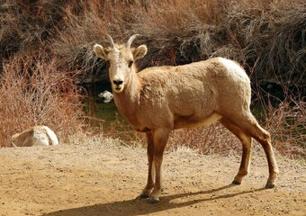 young rocky mountain bighorn sheep  ewe standing  along the south platte river  in waterton canyon, littleton, colorado