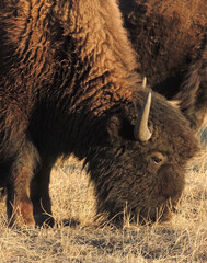 close up of american bison grazing in winter in the fields along the wildlife drive  at the rocky mountain national arsenal refuge in commerce city, near denver, colorado