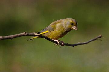 greenfinch bird on the tree branch