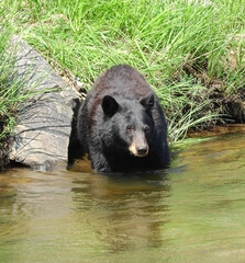 black bear sow about to   swim in the south platte river in summer in waterton canyon, littleton,...