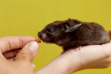 A Syrian hamster takes food from his hand on a yellow background