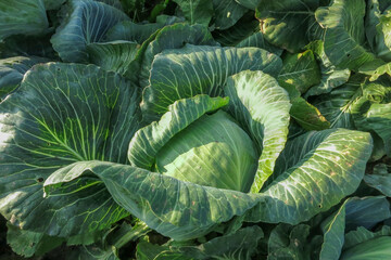 Obraz premium A large swing of white cabbage with leaves on a collective farm village field