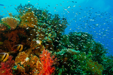Naklejka na ściany i meble Coral reef and fishes