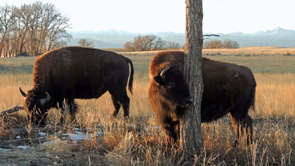 two american bison standing  next to a tree in winter in the fields along the wildlife drive  at...