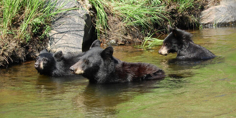      black bear sow and her two cubs in summer,  swimming in the south platte river in waterton canyon, littleton, colorado     © Nina
