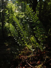 Ferns