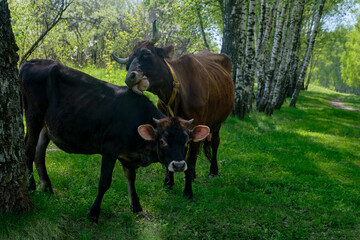 Cow licks calf on a lawn in a birch forest on free grazing, calf tenderness