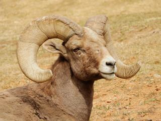 close up of rocky mountain bighorn sheep ram in waterton canyon, littleton, colorado