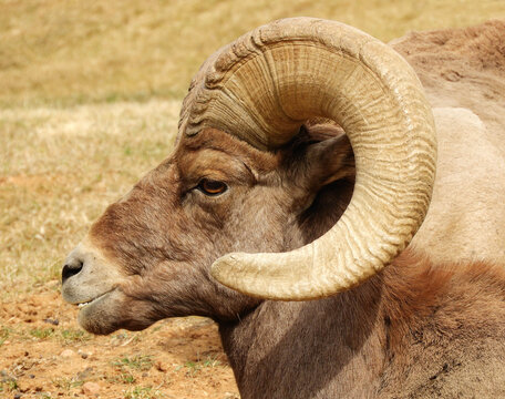 close up of rocky mountain bighorn sheep ram in waterton canyon, littleton, colorado