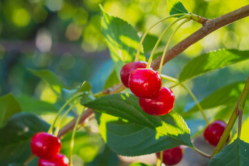 Red cherry ripe on a branch of a cherry tree, berries in the sunlight and glare