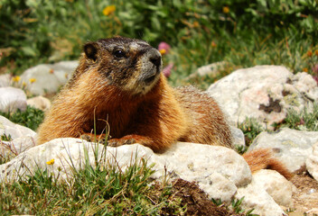 cute yellow-bellied marmot sunning in the trail along the lakes trail in medicine bow national forest in southeastern wyoming