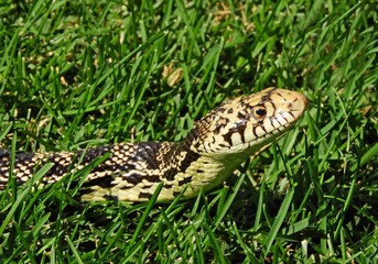 close up of nonvenomous bullsnake in the green grass in the summer in broomfield, colordao