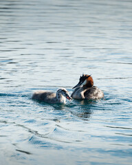 Obraz premium Great Crested Grebe baby chick eating a fish caught by mother, in Lake Wanaka, South Island. Vertical format
