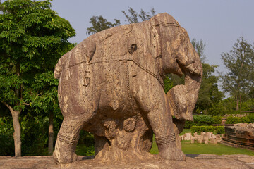 Fototapeta na wymiar Statue of a war elephant at the ancient Surya Hindu Temple at Konark Orissa India. 13th Century AD