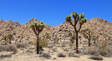 Fototapeta na wymiar joshua trees and boulder hills on a sunny day in joshua tree national monument, california