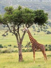  giraffe standing up eating acacia leaves in the savannah of maasai mara national reserve, , kenya,...