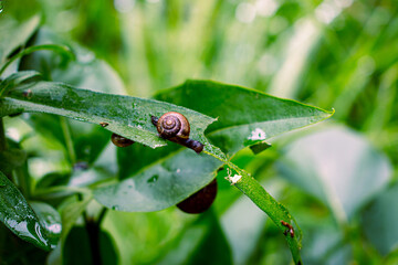 a snail eatins a leaf