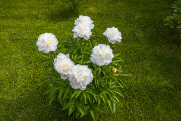 Beautiful view of white peonies flowers. Gardening concept. Sweden.