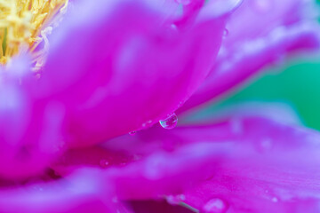 Gorgeous close up macro view of leaf of  purple flowers with morning dew drops on green background. 