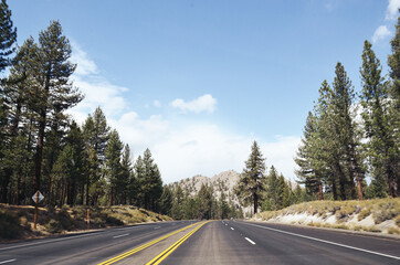 Obraz premium USA, CALIFORNIA: Road in the forest