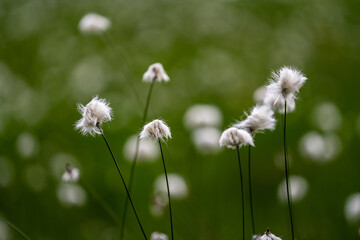 a meadow on the moutains in a high moor with the beautiful eriophorum flowers in summer