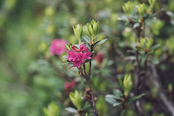 The red color in summer on the mountains brings the beautiful alpine rose, rhododendron ferrugineum