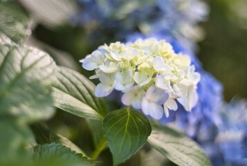 白い紫陽花