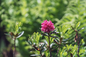 The red color in summer on the mountains brings the beautiful alpine rose, rhododendron ferrugineum