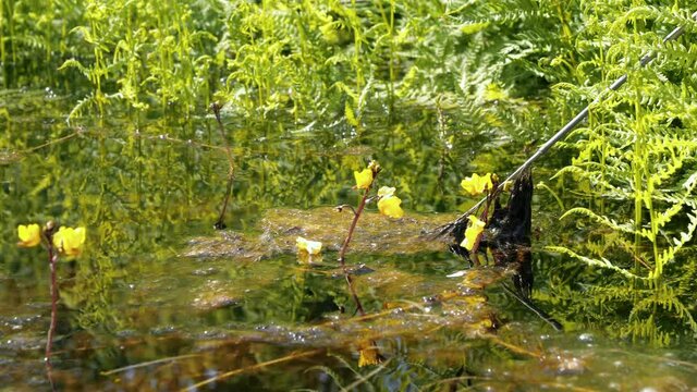 Flowering bladderwort plant growing in eutrophic lake