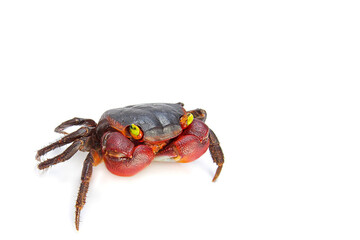 Thailand, Crab, Straight Pin, Agricultural Field, Animal