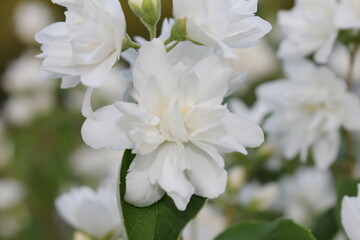 beautiful jasmine bush with white flowers on a blurry background