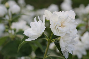 Obraz premium beautiful jasmine bush with white flowers on a blurry background