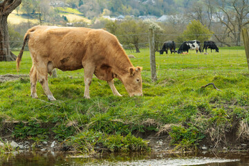 Limousin cross heifer grazing on the banks of a river in the UK