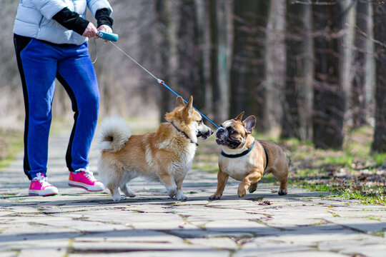 corgi playing with his freind