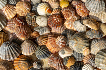 Summer background pattern from seashells. Shell close-up. Ocean coast. Seashells background.