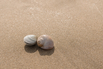 Fototapeta na wymiar A pair of seashells washed up on a clean sandy beach