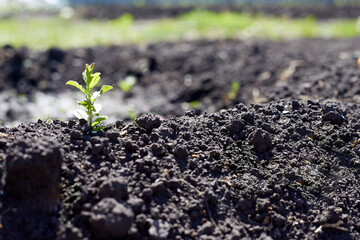 Green sprouts growing out from soil in the morning light