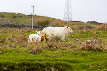 A Welsh mountain sheep ewe leading her lamb on a wild and rugged mountainous pasture in rural Bala...