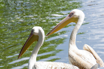 A couple of young pelicans on the shore of the lake bask in the sun in summer