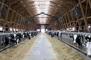Cow farm hay milking cows