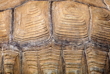 Obraz premium Turtle shell pattern and texture background. Animal ornament and color