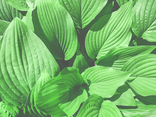 Natural background from green fresh leaves in the haze