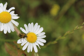 Fototapeta premium bee on camomile