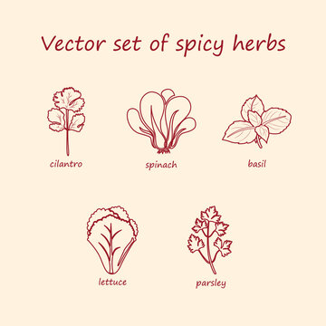 Vector set of spicy herbs. Collection of line icons cilantro, spinach, basil, lettuce, parsley.