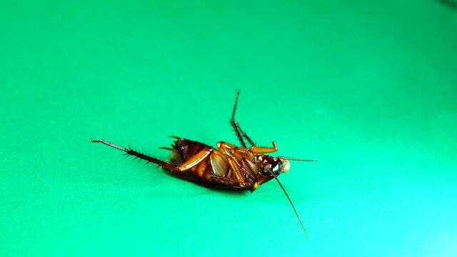 cockroach. American cockroaches on green background. cockroaches eating leftovers. closeup cockroach isolated. close up American cockroach. insects, insect, bugs, bug, animals, animal. health, hygiene