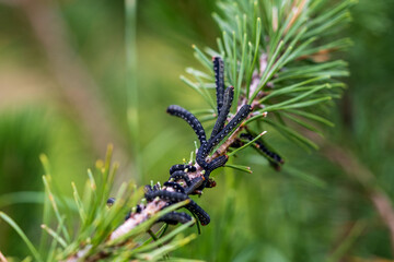 the caterpillar from the eupsilia transversa eating the needles form the mountain pine