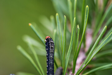 the caterpillar from the eupsilia transversa eating the needles form the mountain pine