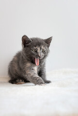 Fototapeta premium Little common grey kitten yawns and show his pink tongue